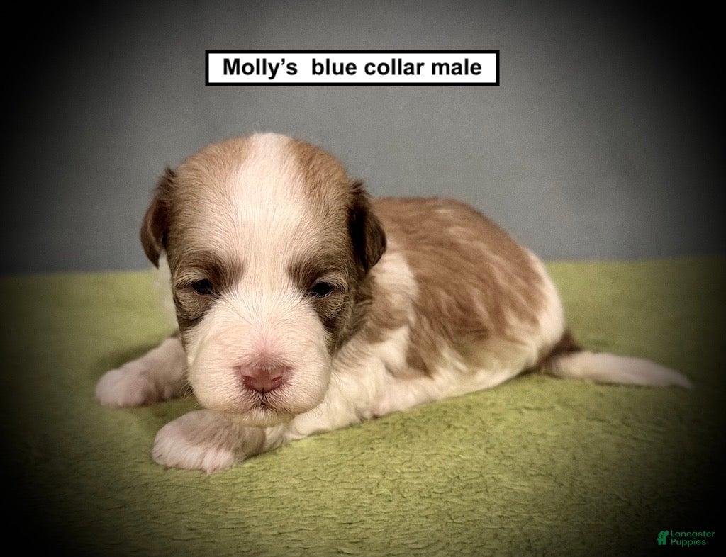 Havanese dogs AKC Molly's Blue Collar Male - Ad 3