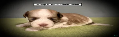 AKC Molly's Blue Collar Male