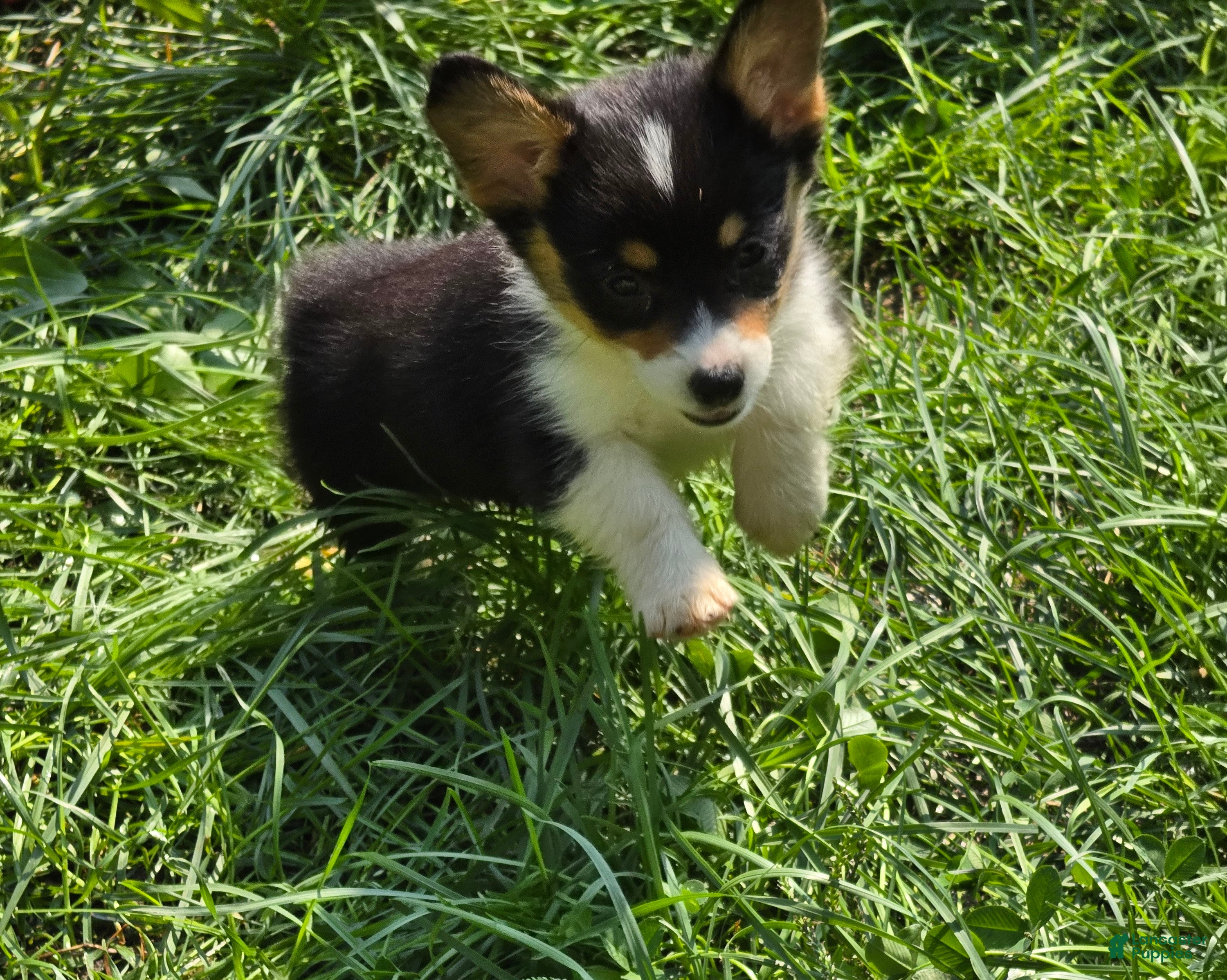 Welsh Corgi Pembroke dogs Brea  - Ad 2