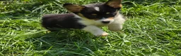 Welsh Corgi Pembroke dogs for sale: Brea  - Ad 2