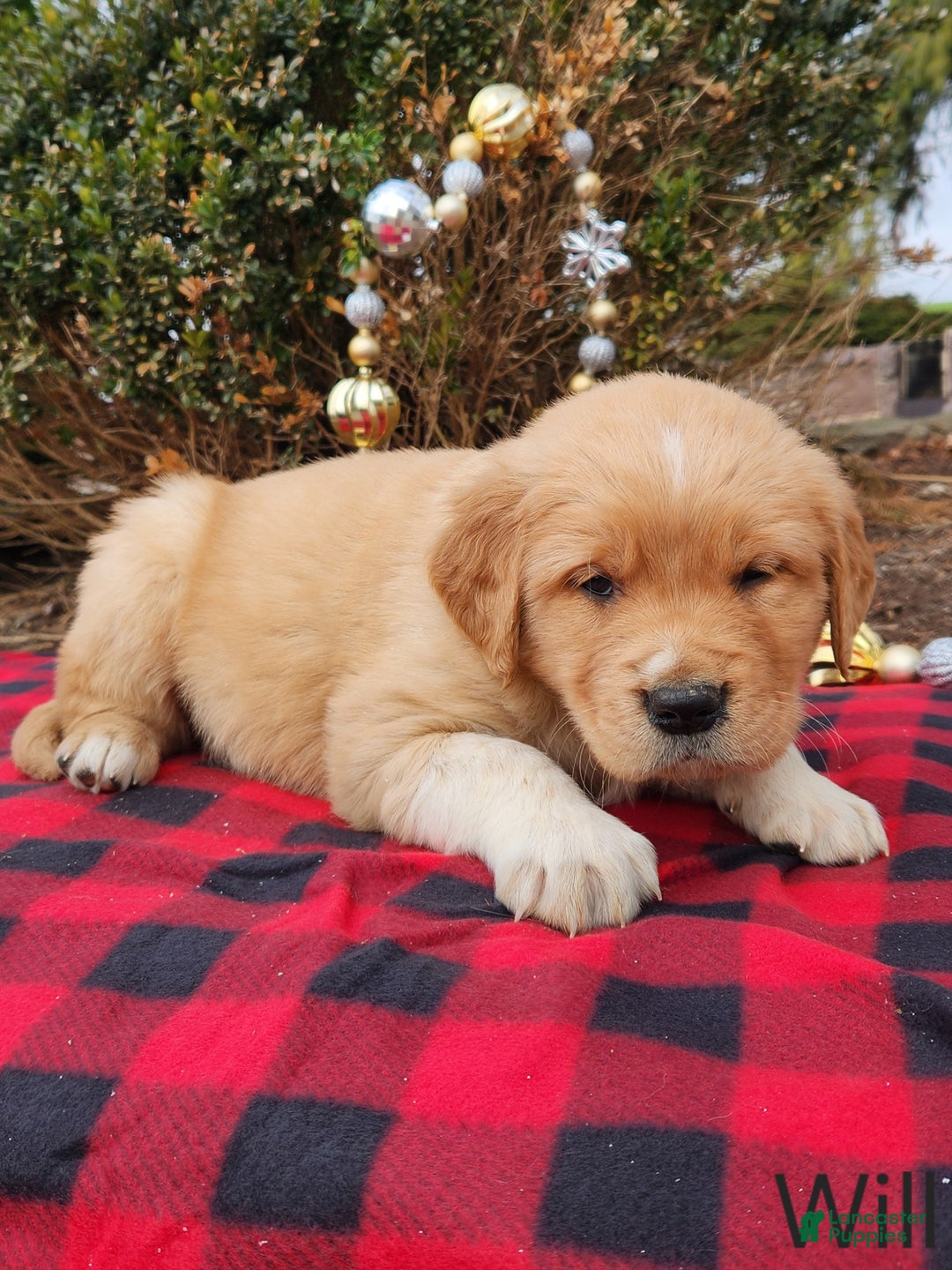 Golden Retriever dogs for sale: Will - Ad 1