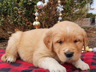 Golden Retriever dogs for sale: Will - Ad 3