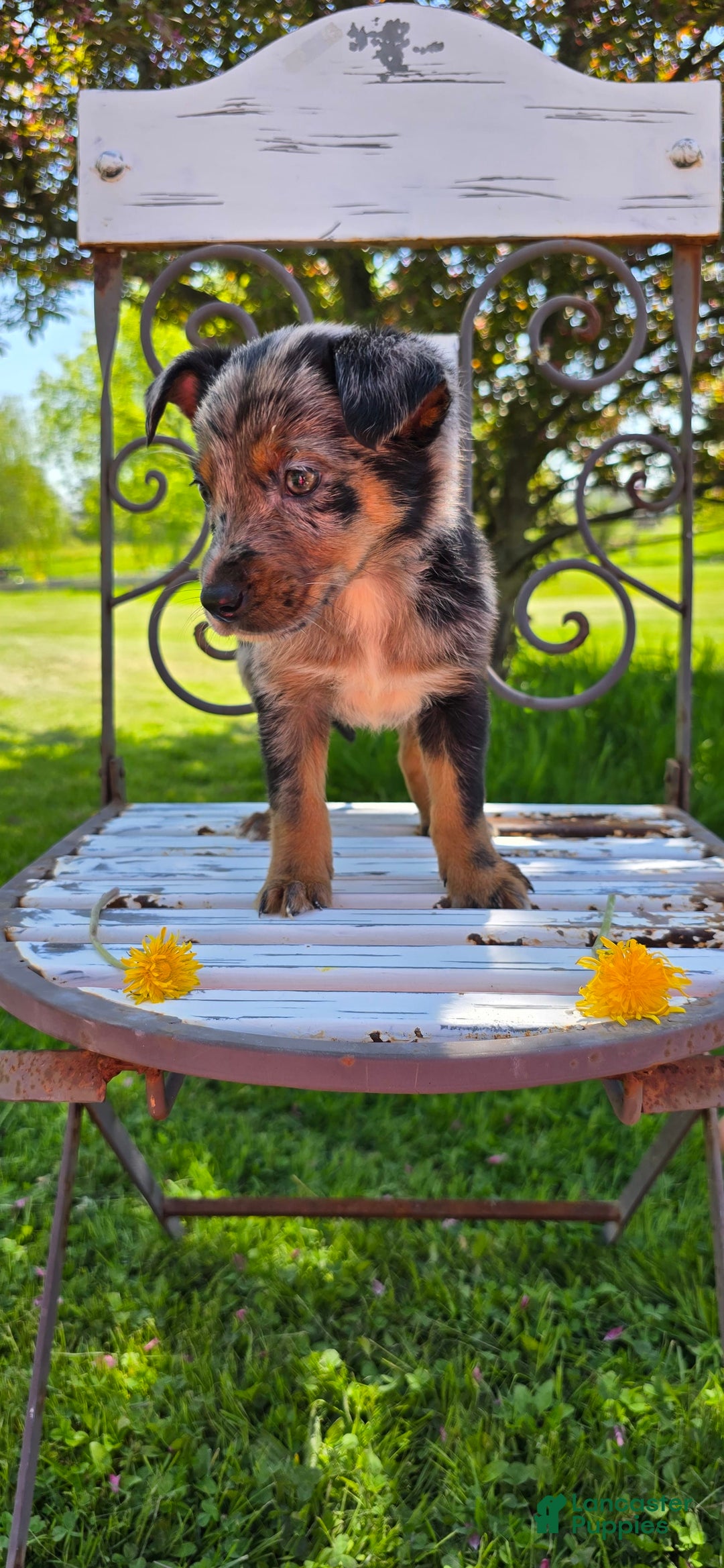 Mixed Breed dogs for sale: Casper - Ad 8