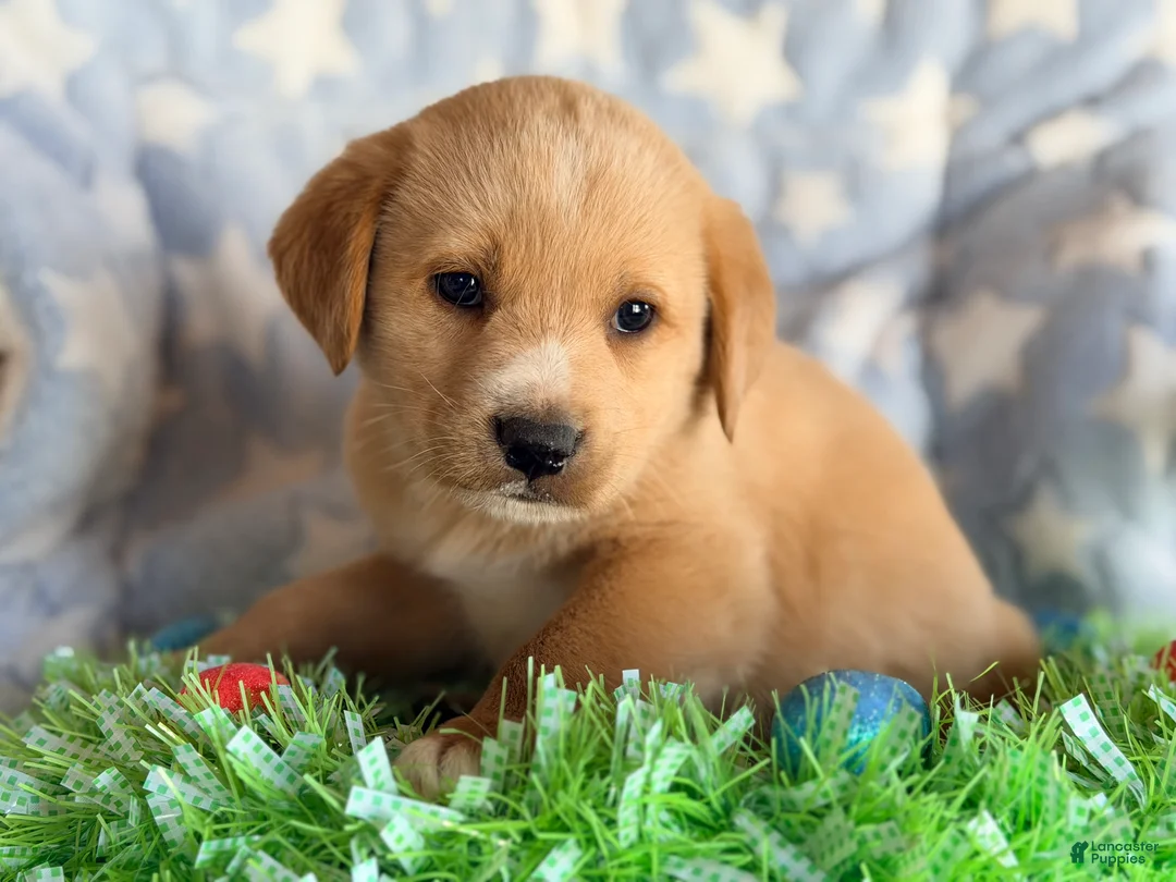 Mixed Breed dogs for sale: Golden Aussie Puppy 2 - Ad 2