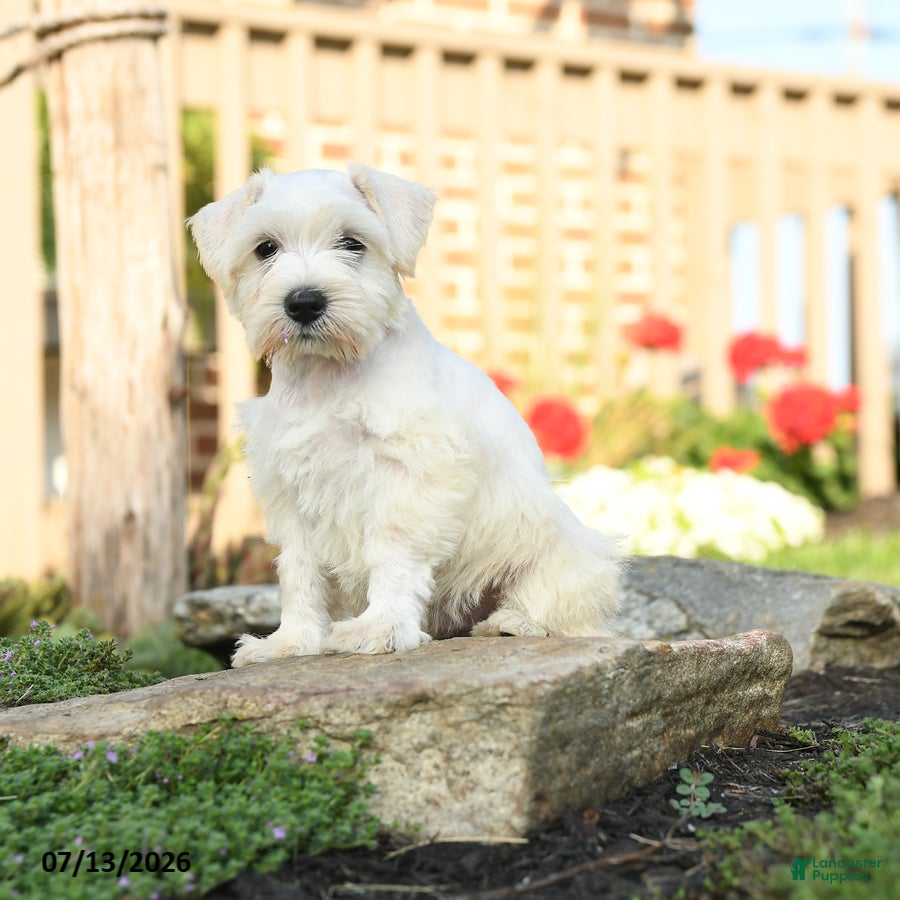Miniature Schnauzer dogs Lollypop - Ad 2