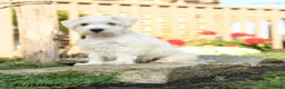 Miniature Schnauzer dogs for sale: Lollypop - Ad 2