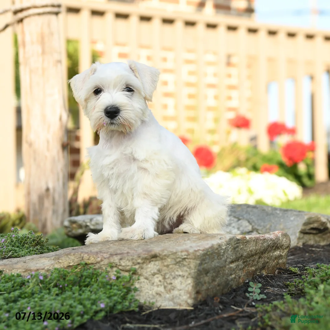 Miniature Schnauzer dogs for sale: Lollypop - Ad 2