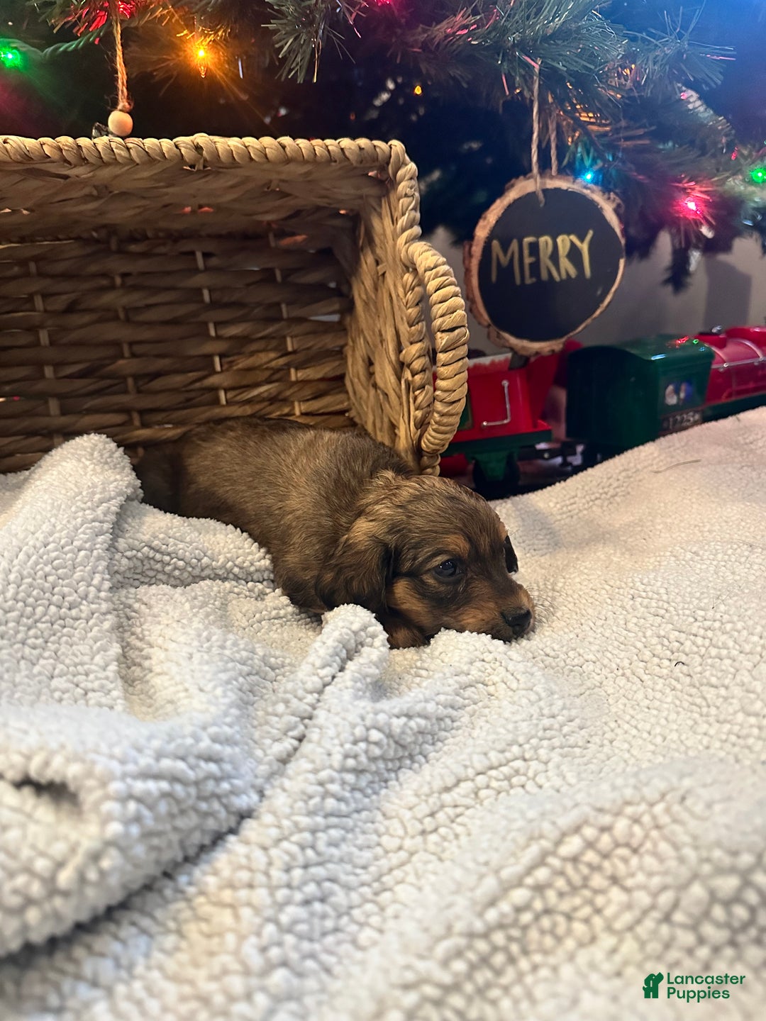 Dachshund dogs for sale: Little Lady 3 - Ad 2