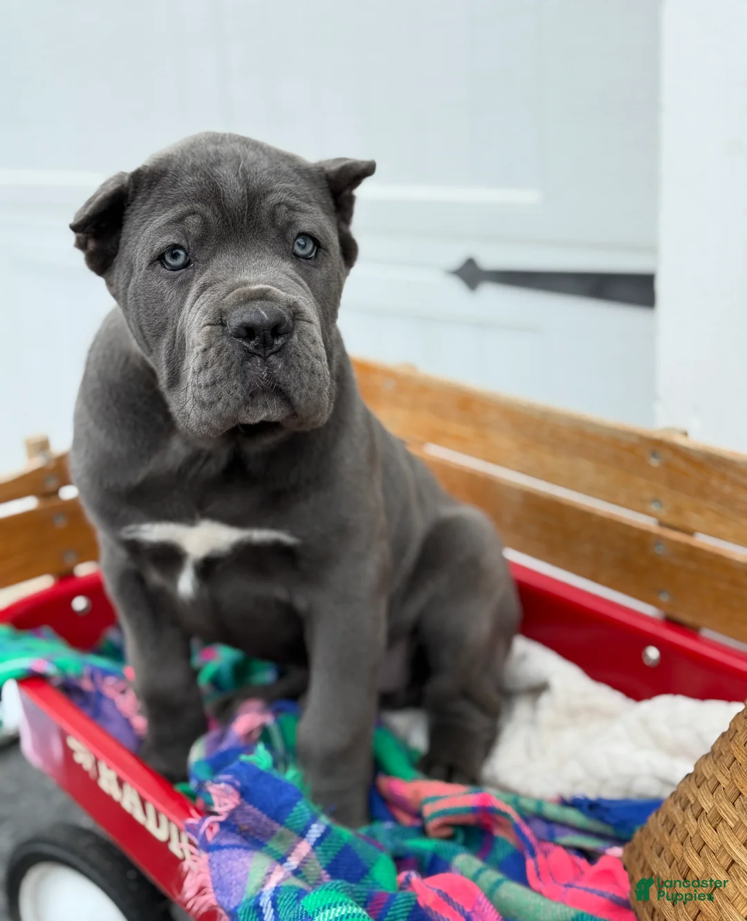 Cane Corso dogs for sale: Butch - Ad 1