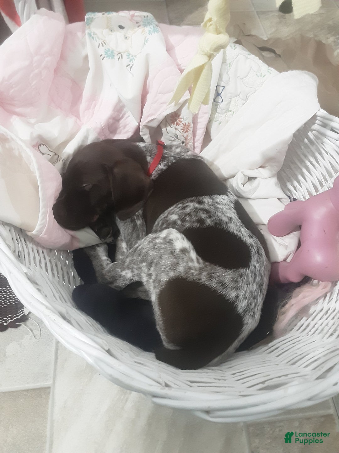 German Shorthaired Pointer dogs for sale: German Shorthaired Pointer Puppy 1 - Ad 3
