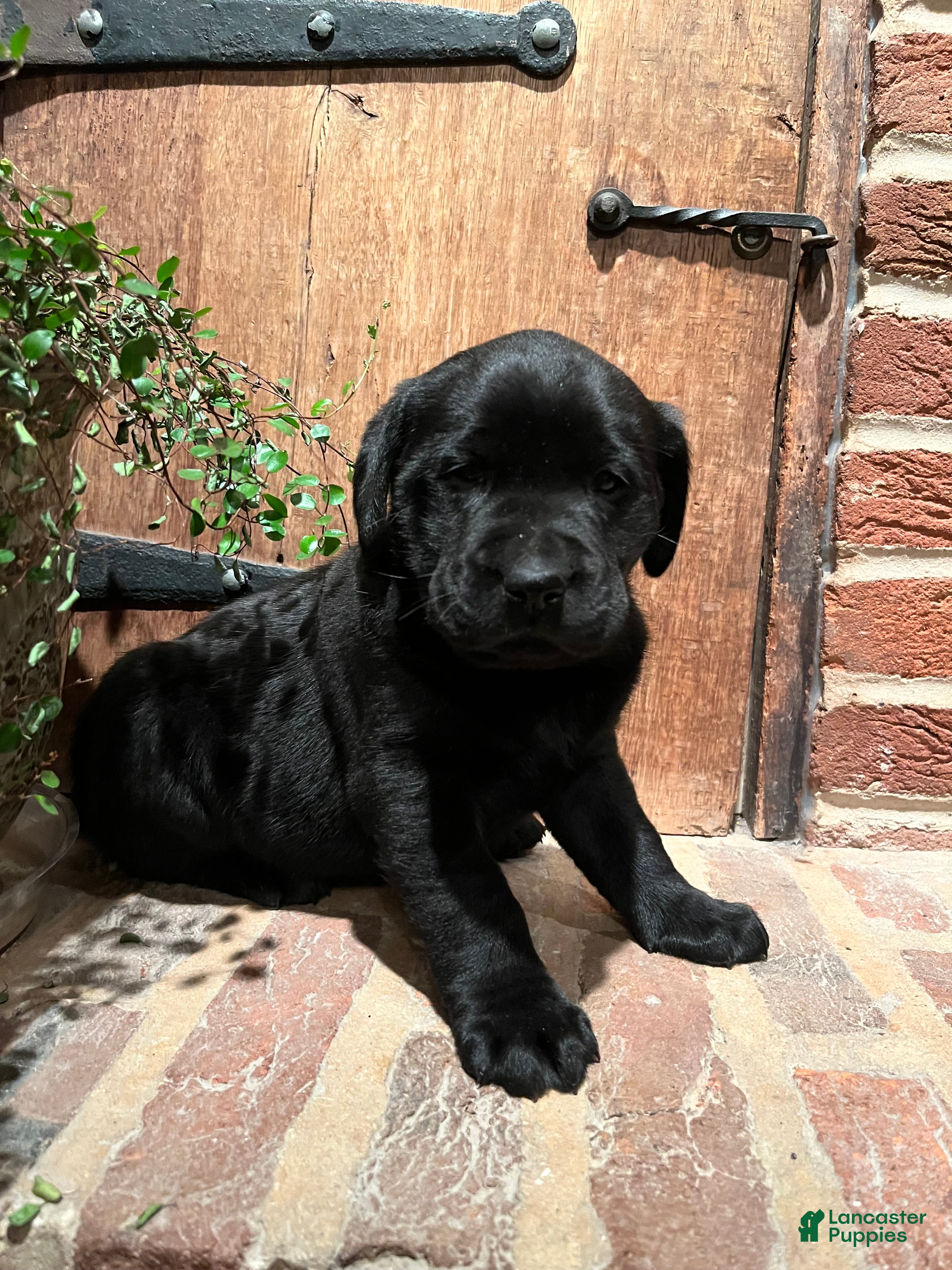 Labrador Retriever dogs Lily  - Ad 1