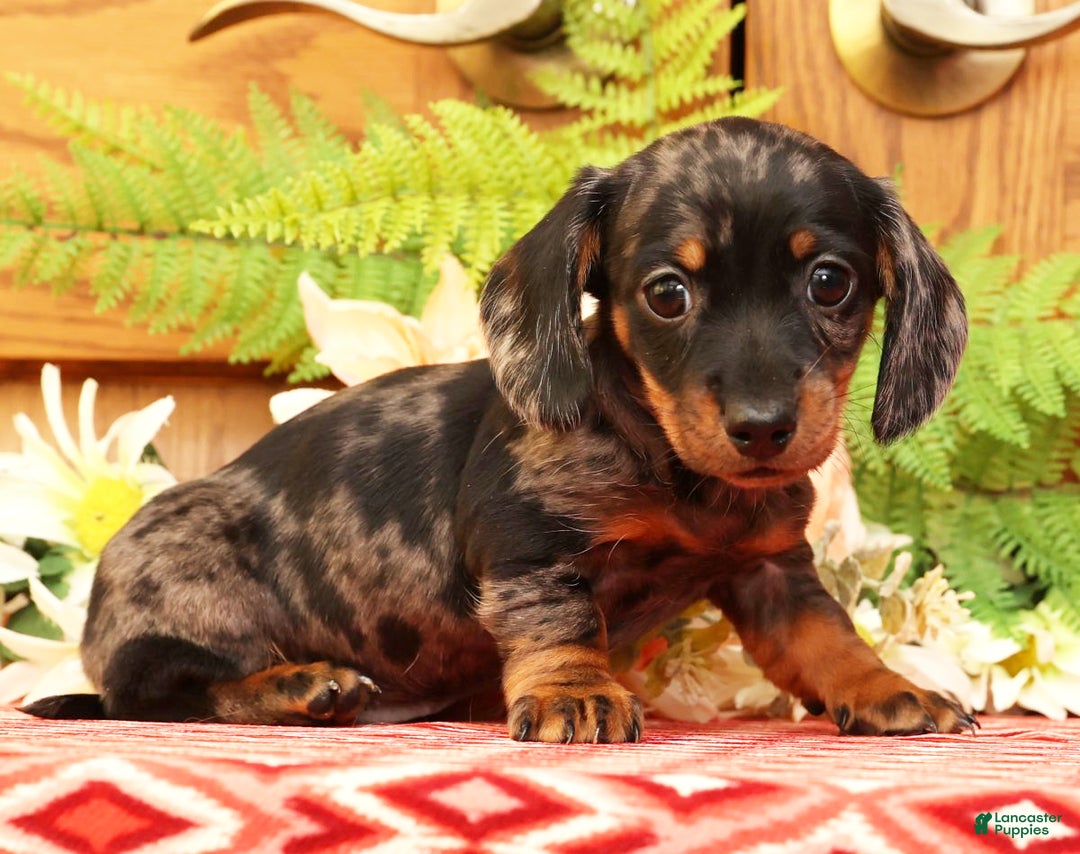 Miniature Dachshund dogs for sale: Debbie - Ad 2