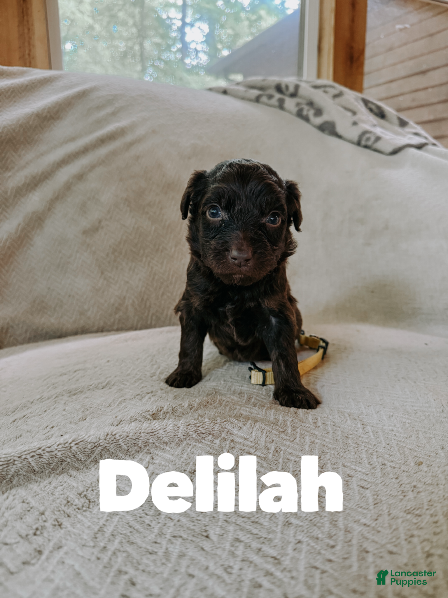Aussiedoodle dogs Delilah  - Ad 16