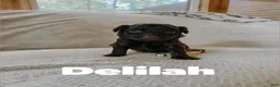 Aussiedoodle dogs for sale: Delilah  - Ad 4