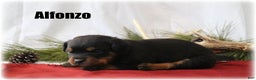 Rottweiler dogs for sale: Alfonzo - Ad 1