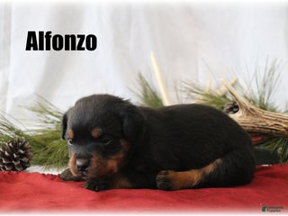 Rottweiler dogs Alfonzo - Ad 17