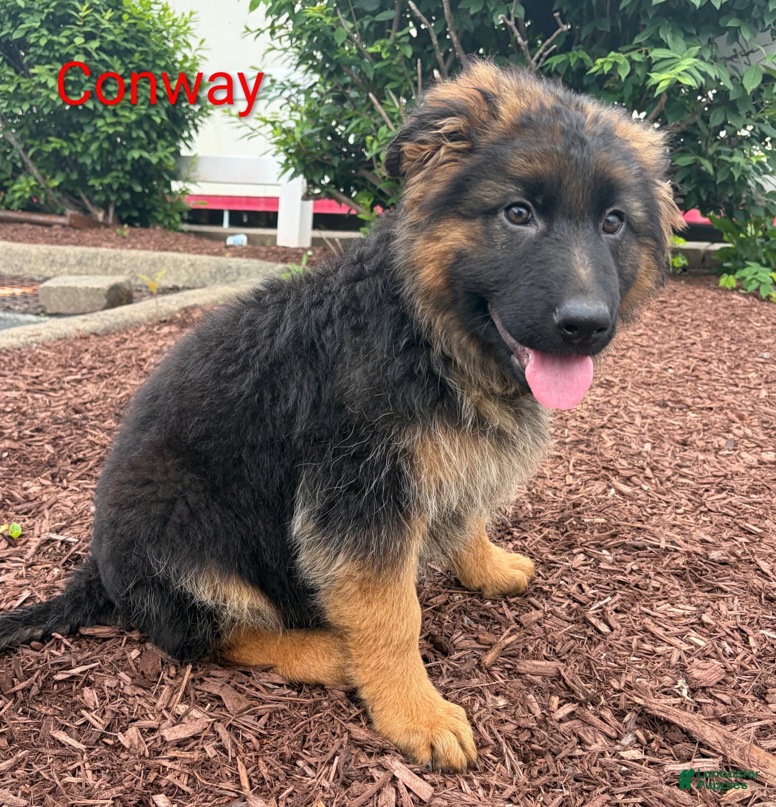 German Shepherd dogs Conway-Male - Ad 31