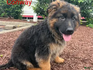 German Shepherd dogs Conway-Male - Ad 31