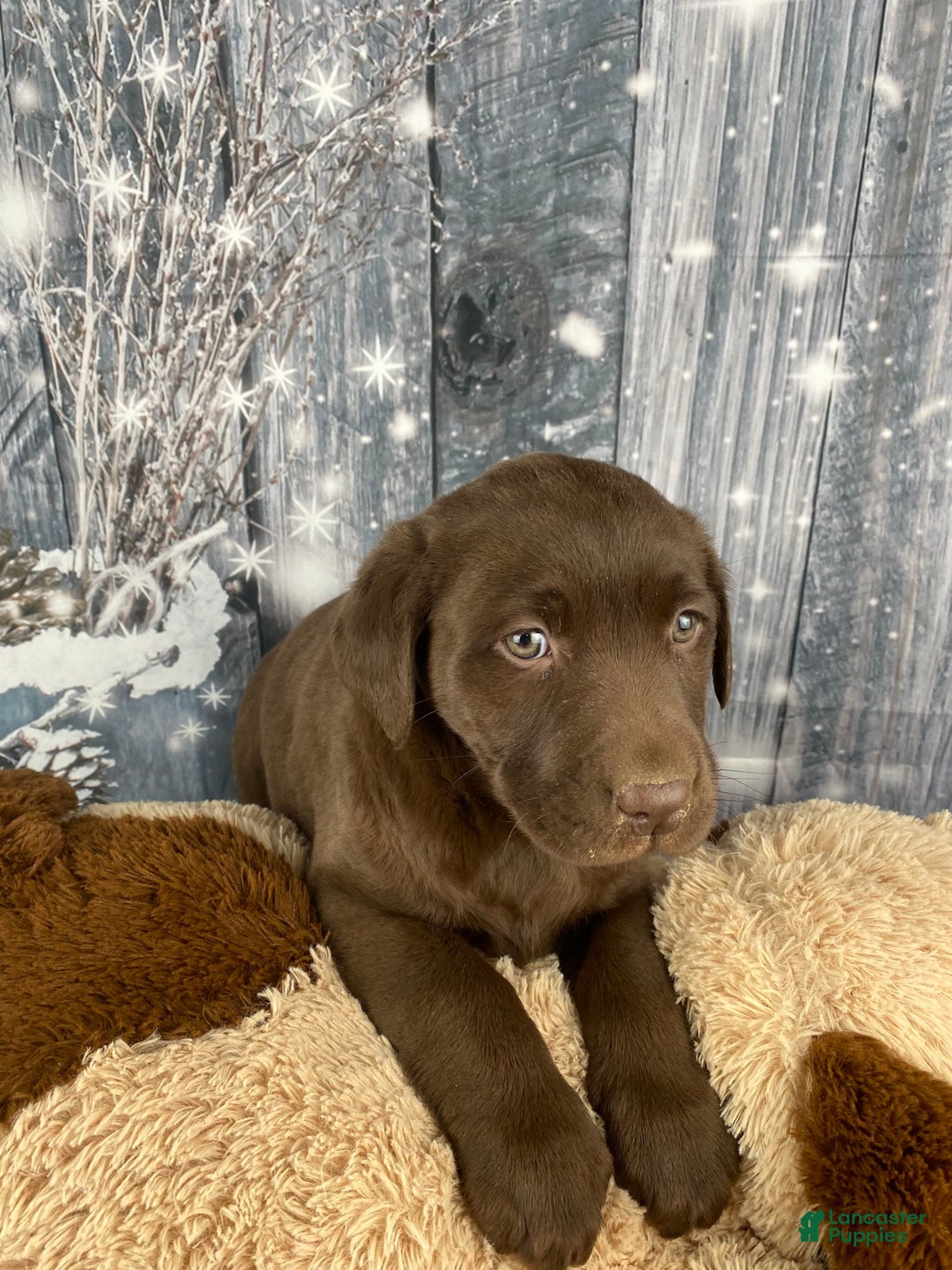 Labrador Retriever dogs for sale: Alice - Ad 8