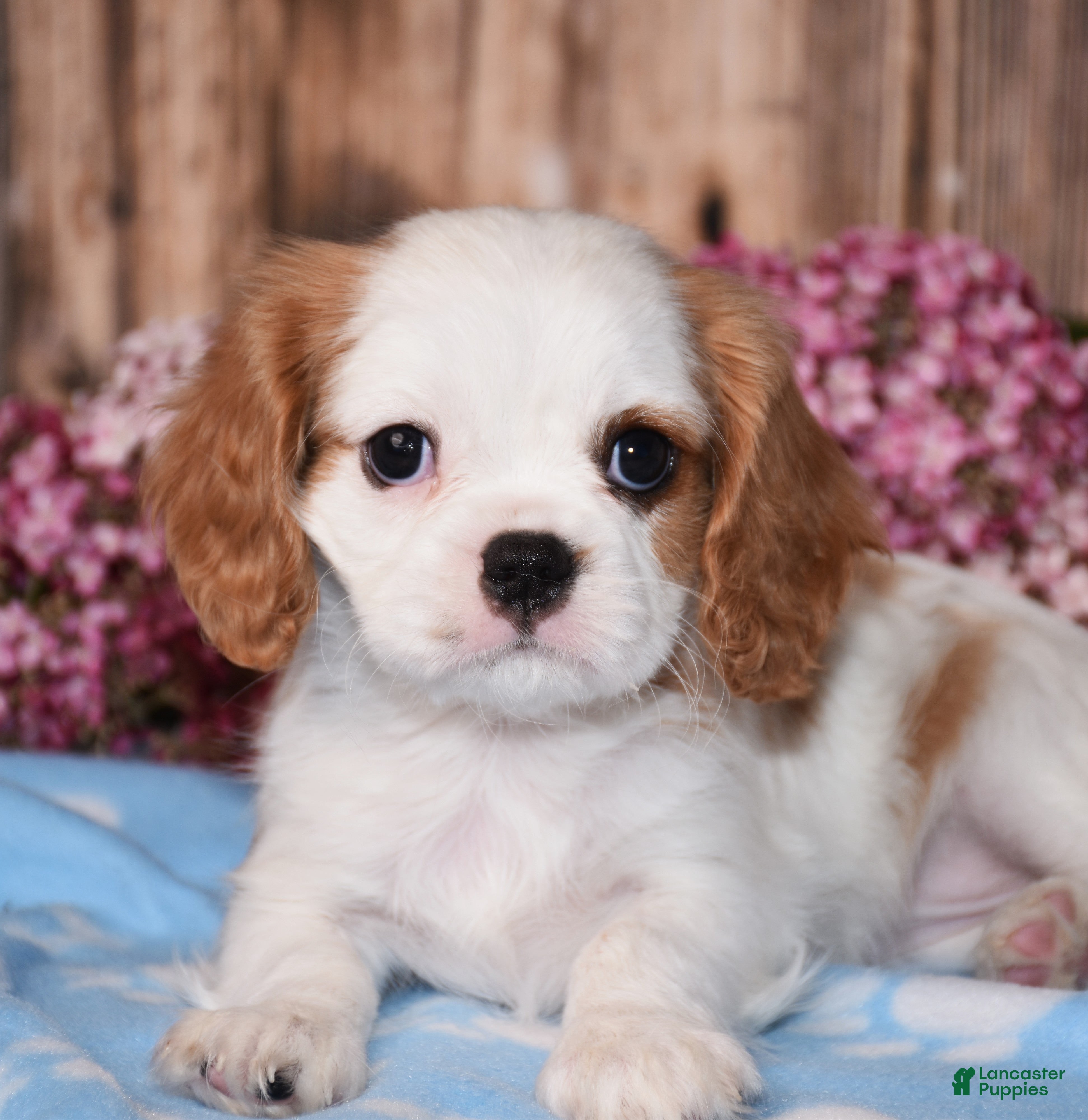Cavalier King Charles Spaniel dogs Daffi  - Ad 2