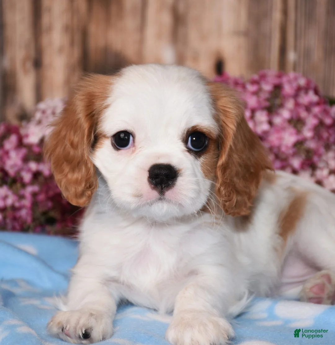 Cavalier King Charles Spaniel dogs for sale: Daffi  - Ad 2