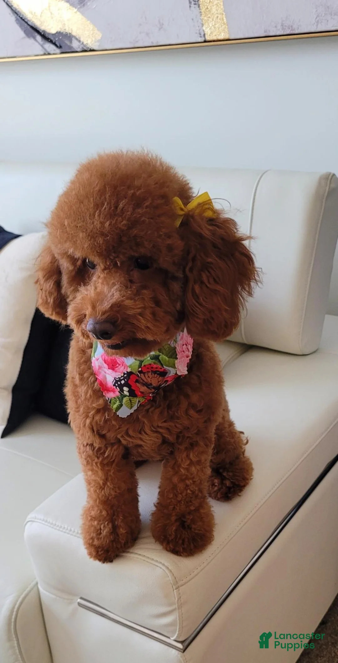 Toy Poodle dogs for sale: Cookie Red Toy Poodle  - Ad 2