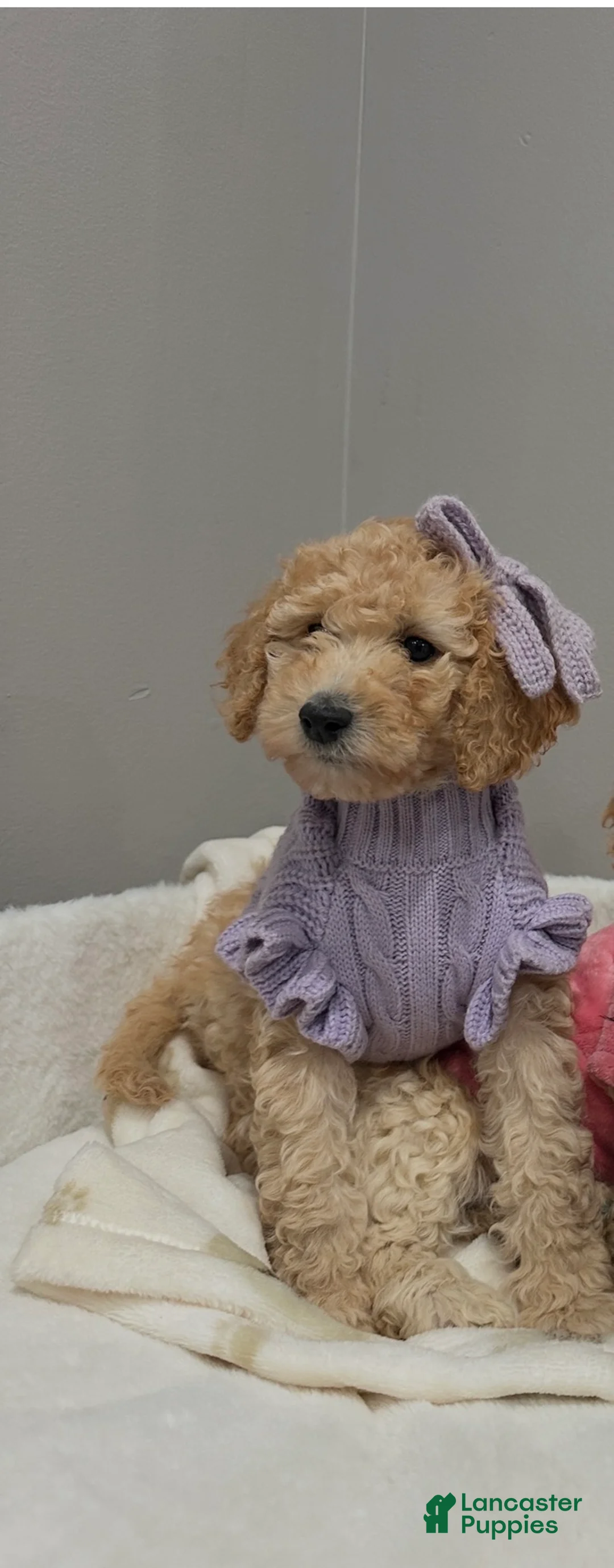 Miniature Poodle dogs for sale: Miniature Poodle Bubbles - Ad 1