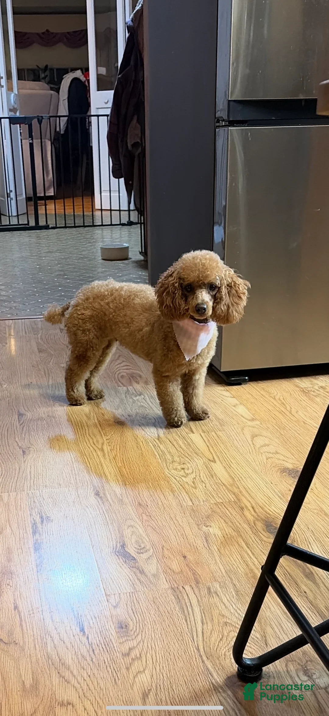 Mixed Breed dogs for sale:  Cookie Frenchie-Doodle - Ad 2