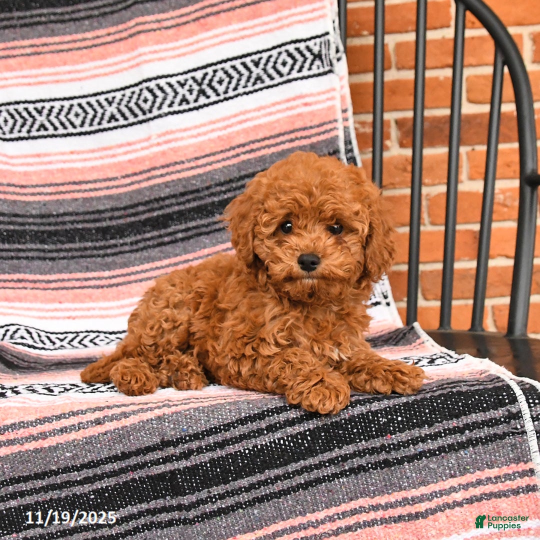 Cockapoo dogs for sale: Cherry - Ad 4