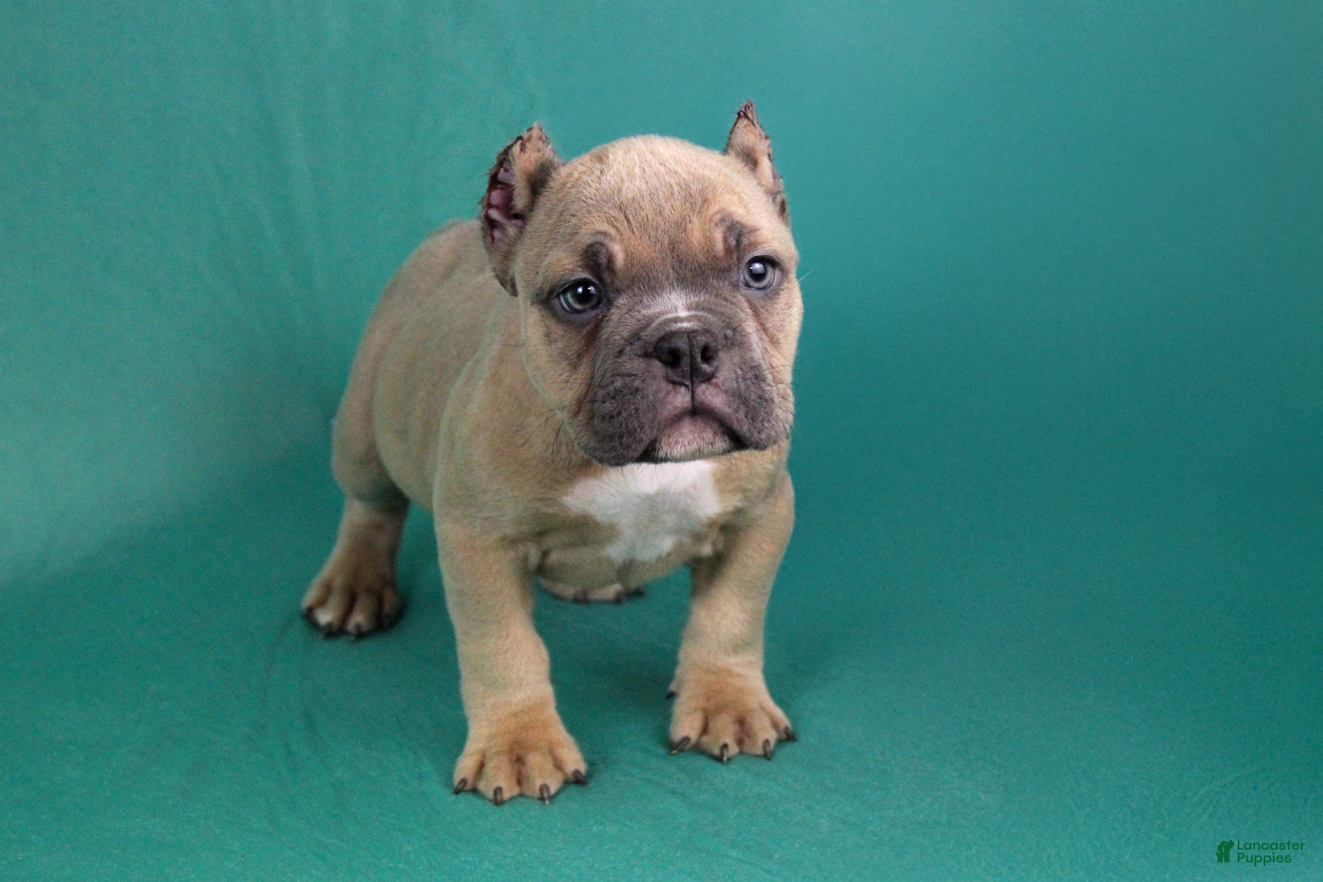 American Bully dogs Fawn male - Ad 3