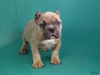 American Bully dogs Fawn male - Ad 3