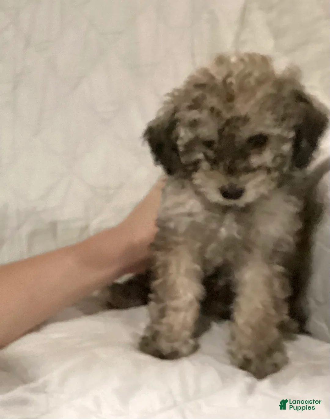 Miniature Poodle dogs for sale: Sandy - Ad 3