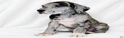 Great Dane dogs for sale: Orkid - Ad 7