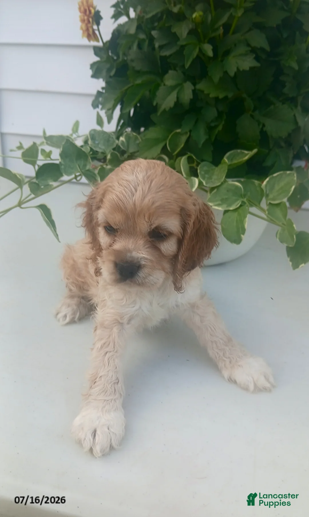 Cocker Spaniel dogs for sale: Travis - Ad 1