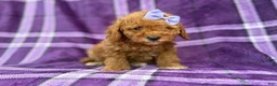 Cavapoo dogs for sale: Agnes - Ad 6