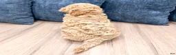 Mini Goldendoodle dogs for sale: Gus - Ad 5