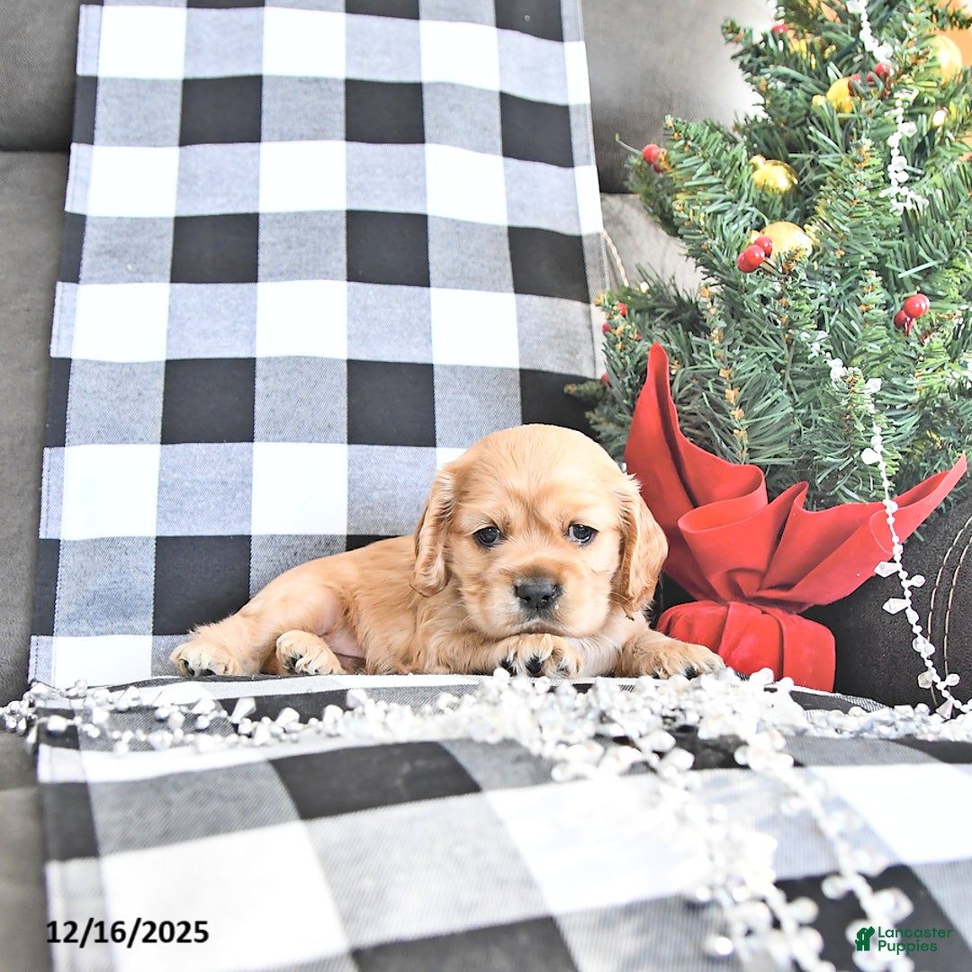 Cocker Spaniel dogs for sale: Winter - Ad 4