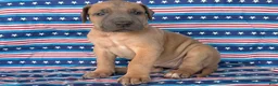 Great Dane dogs for sale: Patience Great Dane  - Ad 3