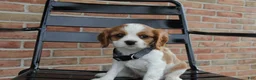 Cavalier King Charles Spaniel dogs for sale: Peaches - Ad 1
