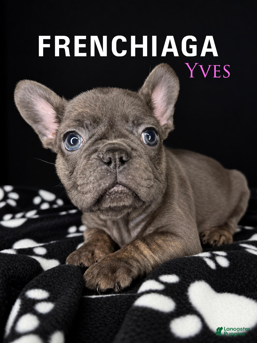 French Bulldog dogs for sale: YVES - Ad 2