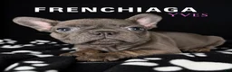 French Bulldog dogs for sale: YVES - Ad 1