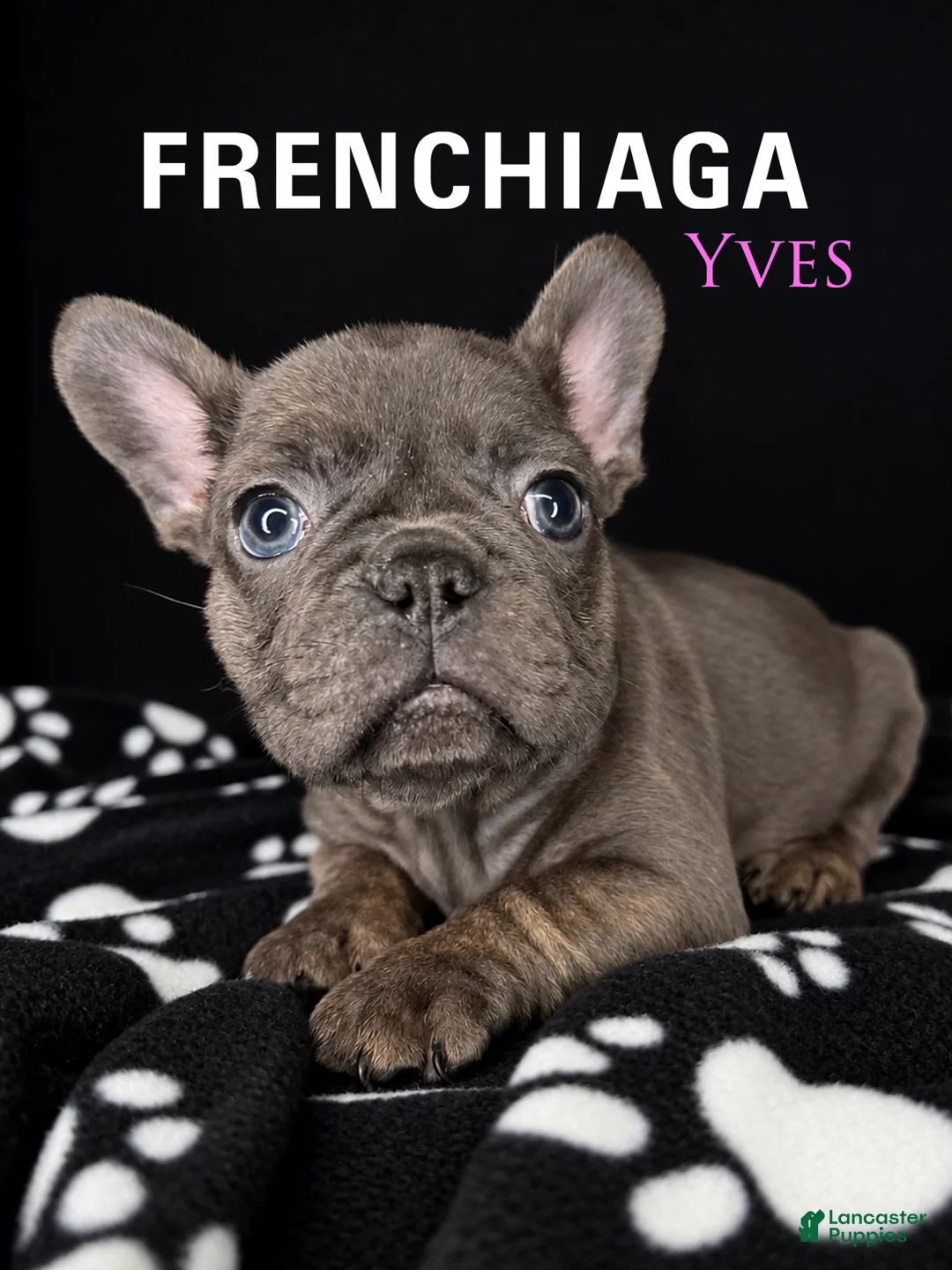 French Bulldog dogs for sale: YVES - Ad 1