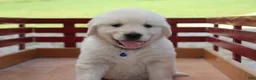Golden Retriever dogs for sale: Golden Retriever 1 - Ad 3