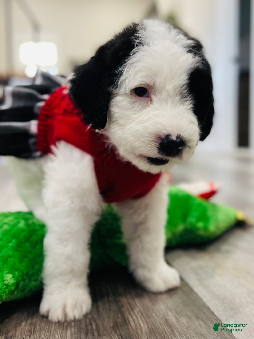 Sheepadoodle dogs for sale: Sheepadoodle Puppy 4 - Ad 2