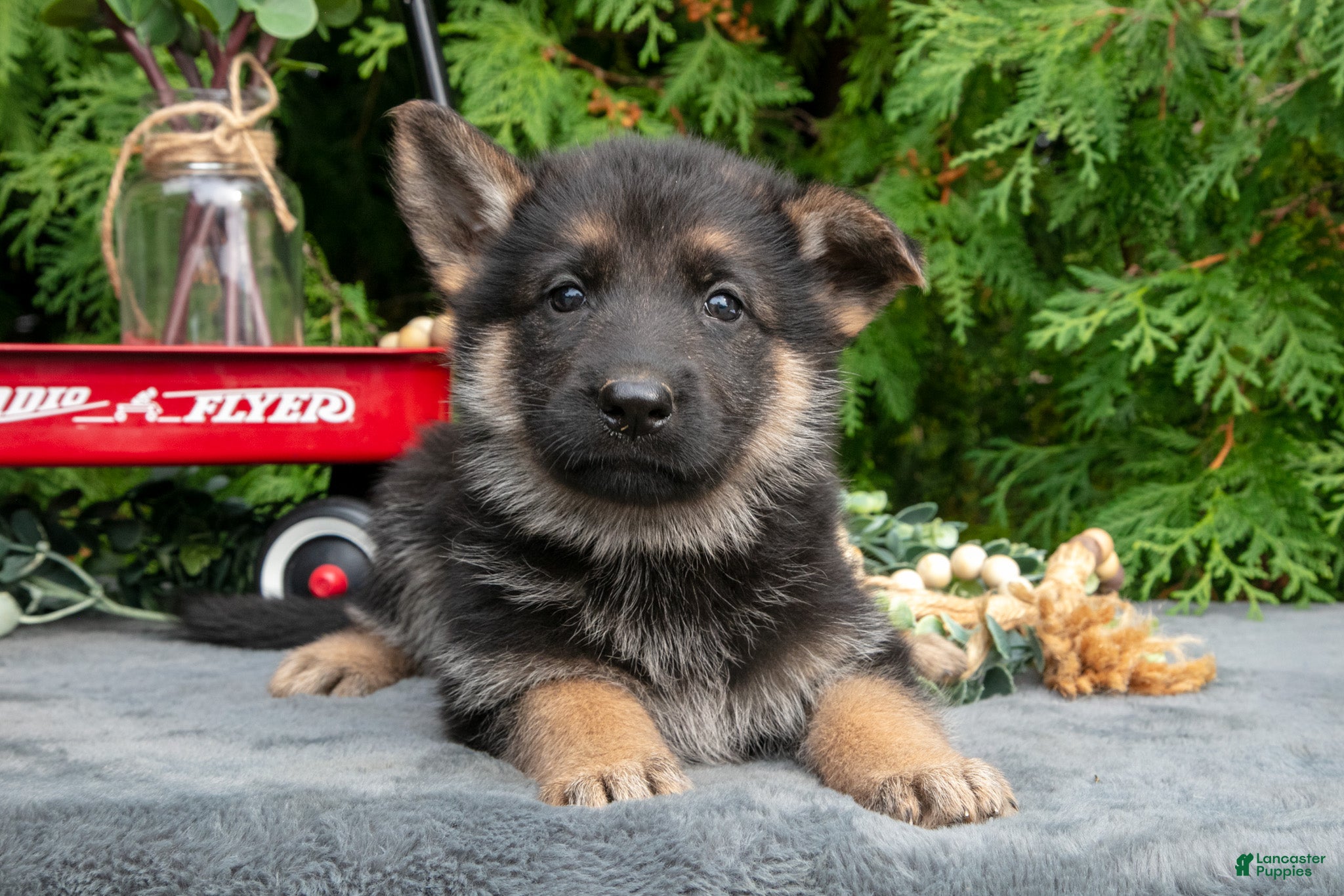 German Shepherd dogs Veronica - Ad 2