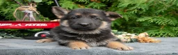 German Shepherd dogs for sale: Veronica - Ad 2