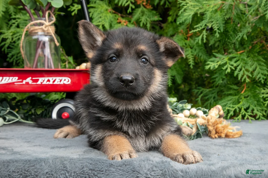 German Shepherd dogs for sale: Veronica - Ad 2