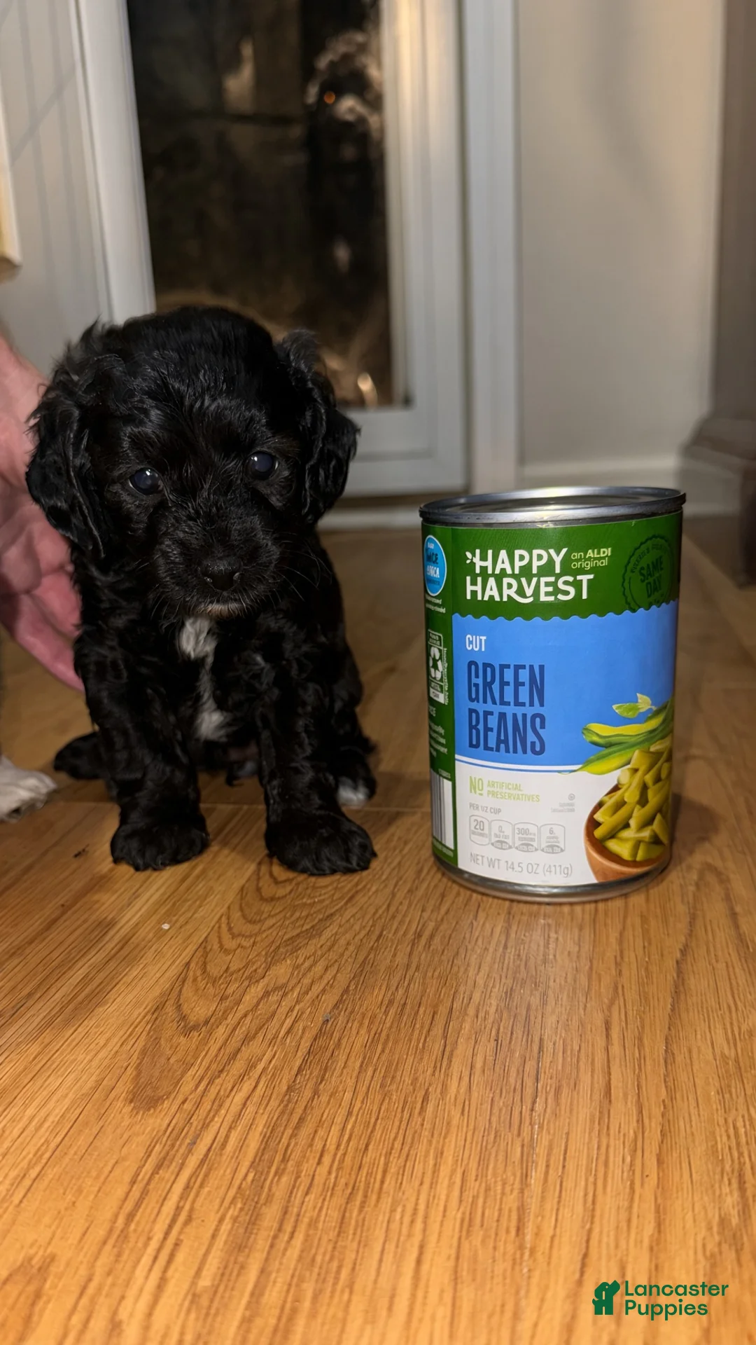 Cockapoo dogs for sale: Raven - Ad 3