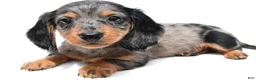 Miniature Dachshund dogs for sale: Kyler - Ad 6