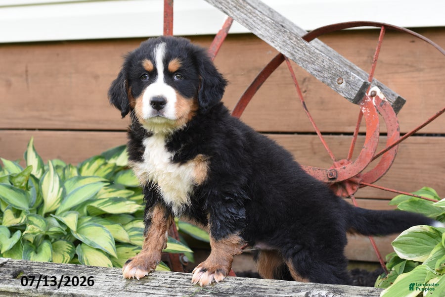 Bernese Mountain Dog dogs Rocky - Ad 2